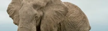 Orphaned Elephant Calf Rescued in Nigerian Park Receives Round-the-Clock Care